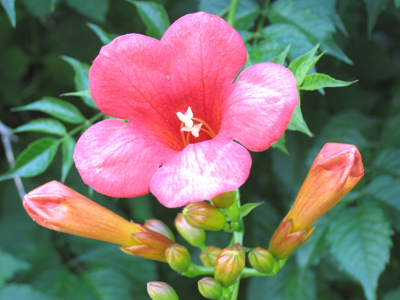 I hate to blow my own horn.