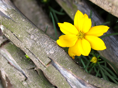 Shot with urgency as the sun set behind the nearby trees.