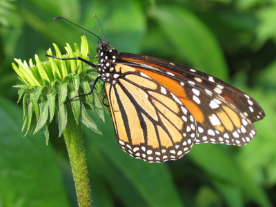 Birds know (as do some mischievous boys) that monarchs are not good to eat.