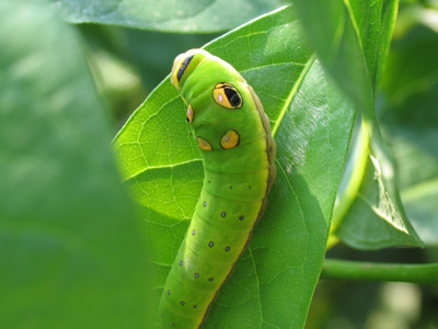 There ain`t no way to hide your lyin` eyes.  THE EAGLES