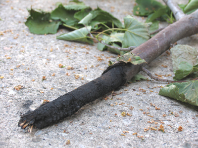 That was some storm Saturday night.