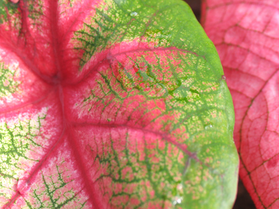 Lunch today was just a salad.