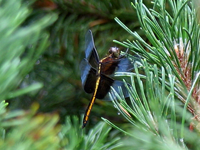 A dragonfly about the size of a small bird.