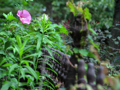 I don`t know what the first thing ever photographed was, but I`d guess a flower came pretty soon after.