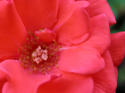 There`s a flower inside this flower.