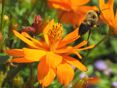 `No thanks, I`m trying to cut down on pollen.`