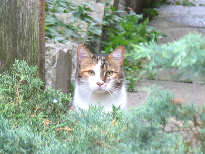 I have a reputation among the neighborhood cats -- thus they hide from me.