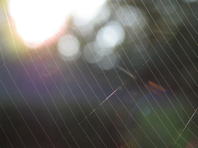 How did the spider learn to weave?