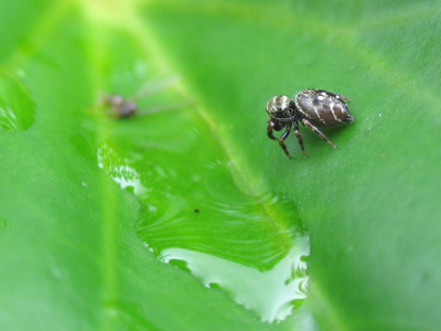 On the arid Serengeti, the lion waits at the watering hole, knowing the thirsty wildebeest must eventually come.