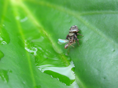 And as the wildebeest drink, the lion strikes its prey.