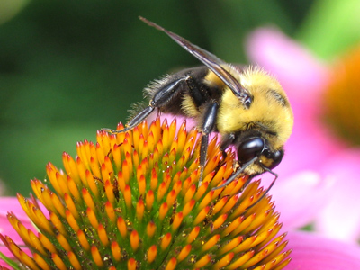 I`m very close to my lifetime quota of pictures of bees on flowers.