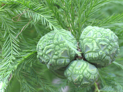 And they taste as good as they look!