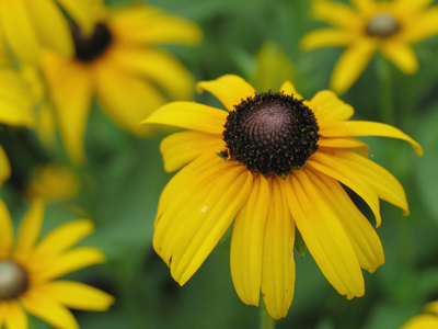 Nearing my lifetime quota of black-eyed susan pictures.