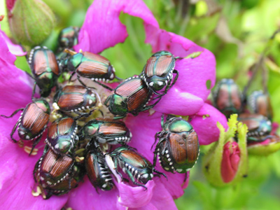It wasn`t that creepy in person, since they seemed to be asleep.  Imagine if they were all crawling around.