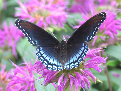 This one declined to tell me its genus and species.