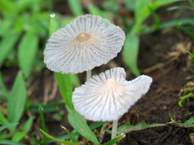 It dreams of becoming a portobello someday.