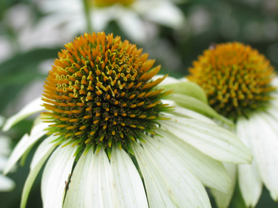 What a romantic porcupine gives to his true love.