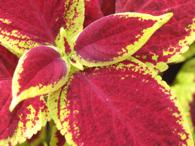 A very attractive, though totally useless, plant.