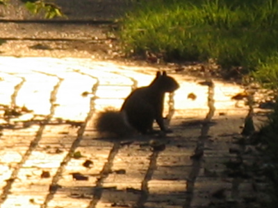 I`m just nuts about squirrels.