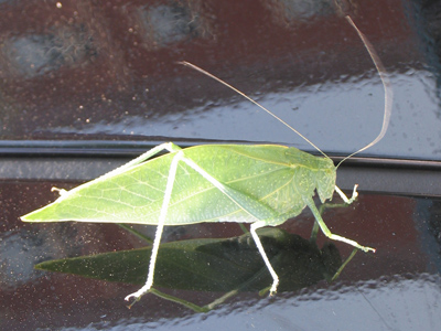 Clever camouflage is useless when perched atop a Toyota.