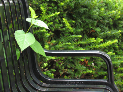 Where I park in the park.