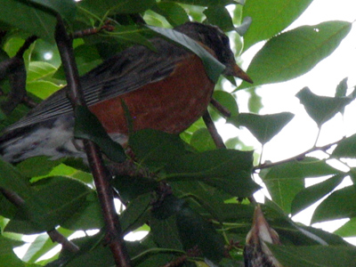 That`s a hungry beak in the lower right.