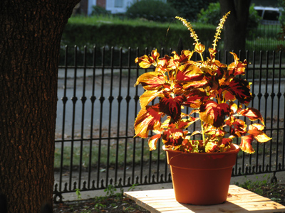 I hate to see that evening sun go down.