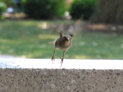 One of my lunch companions.