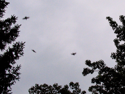 On their way to attack my car.