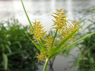 Don`t know what it is, but try a little Thousand Island on it.