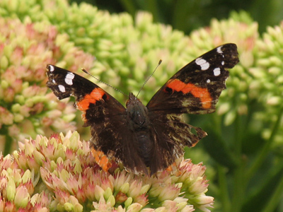 Someday I`ll show a photo of all the bug bites I get waiting for shots like this [Red Admiral Butterfly].