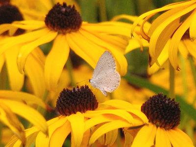 Sometimes it`s skill, sometimes it`s persistence, but sometimes it`s pure luck [Summer Azure Butterfly].