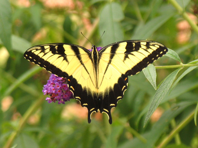 This shot was definitely persistence, with a bit of luck and skill [Tiger Swallowtail Butterfly].