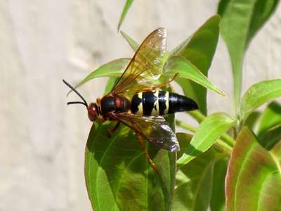 I thought I was being smart, using the telephoto lens from a distance, until I noticed there was another one on my leg.