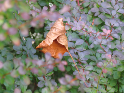I told you on August 3 it was captured, but not preserved [and later in the day, this shrub was cut down].