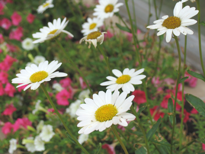 Blowing in the wind outside Marycrest Hall.