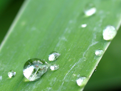 Dew�is the Freshet in the Grass�`Tis many a tiny Mill Turns unperceived beneath our feet. EMILY DICKINSON