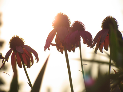 The purple could not keep the east, The sunrise shook from fold.  EMILY DICKINSON