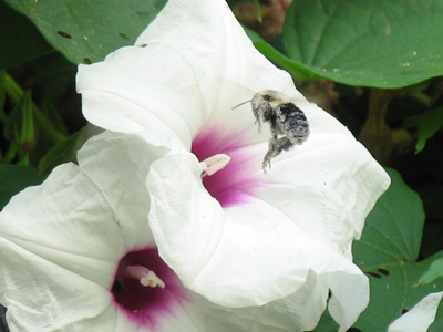 Absolutely caked white with pollen.