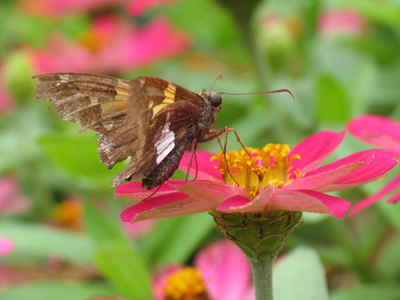 It`s easy to get shots like this, now that I wear my petunia camouflage jumpsuit.