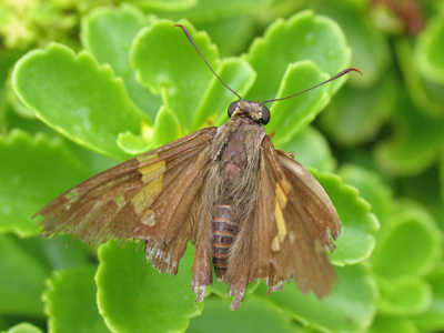 Furry little critter.