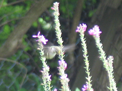 My first hummingbird shot.  Not great, but my early bee and butterfly pictures were equally bad and then got better.