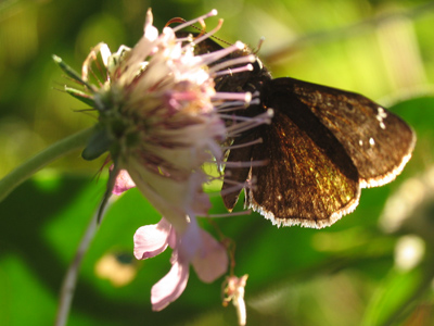 Translucent butterfly.