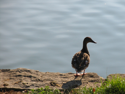 Uncomfortable with the whole mixed bathing thing.