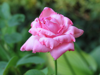 Yesterday`s perfect bud is today`s decaying blossom.  No wonder painters use flowers to symbolize life`s brevity.