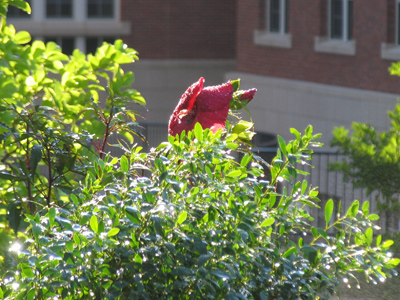 Be careful what you wish for . . . 