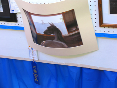 I won a bunch of ribbons at the county fair contest, but the heat and humidity took a toll on my photos.