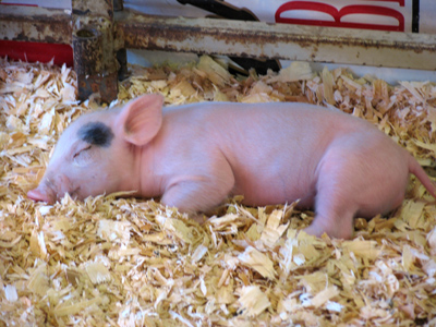 Wilbur at Zuckerman`s Farm.