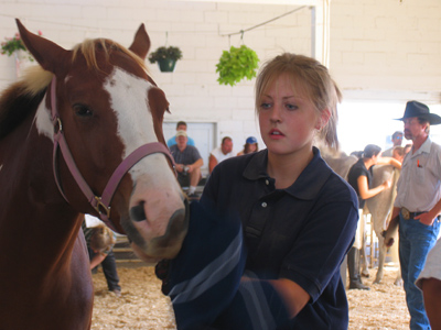 In this competition, teams of groomers see how fast they can transfer dirt from a horse onto themselves.
