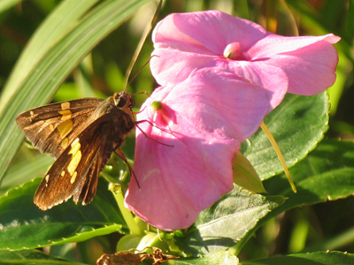 Fueling up for migration.